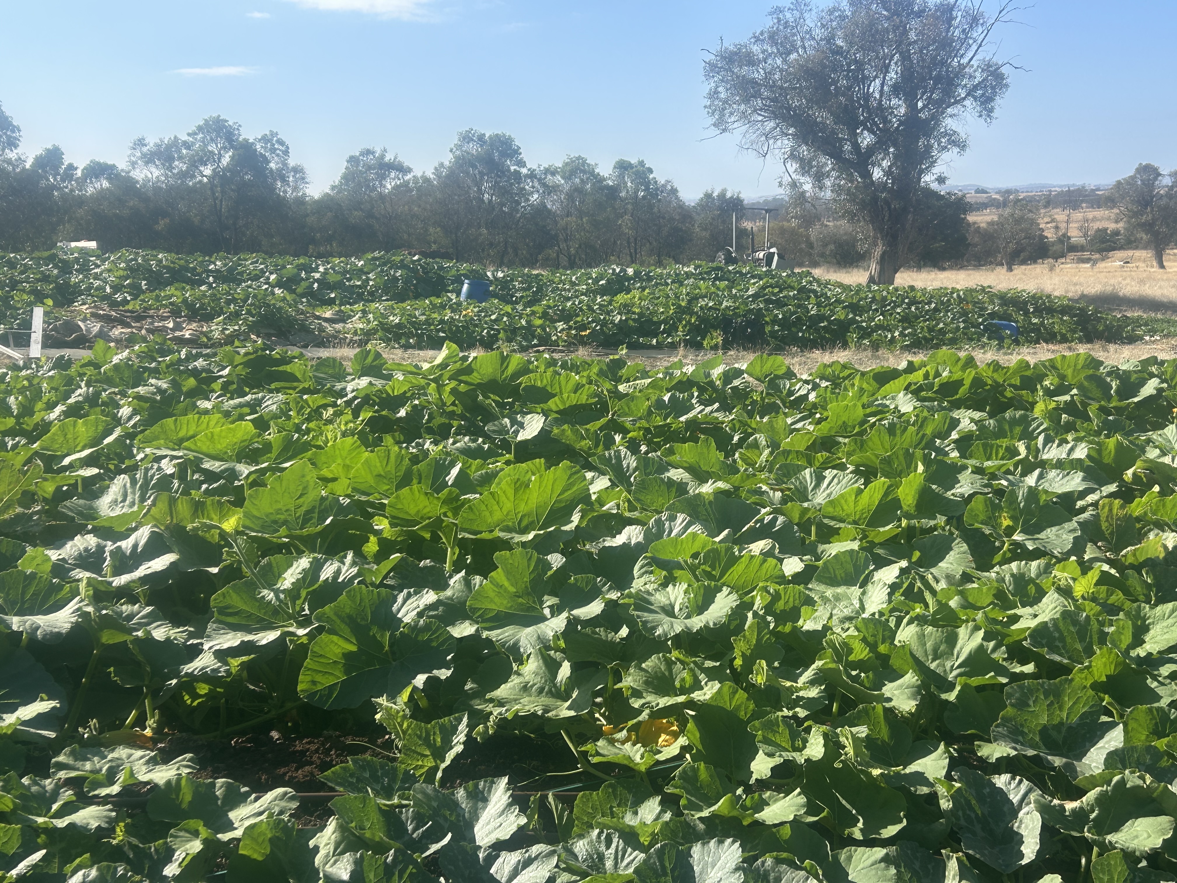 Pumpkins on worm windrows